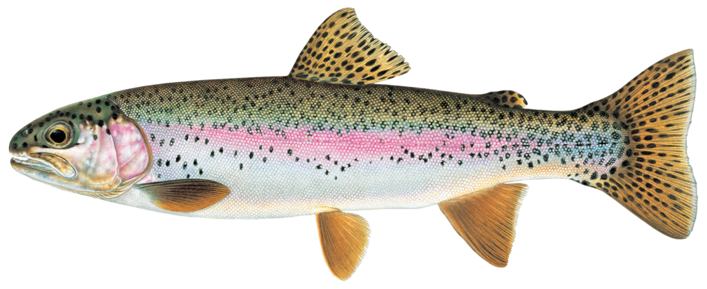 Wisconsin | Trout Unlimited Priority Waters