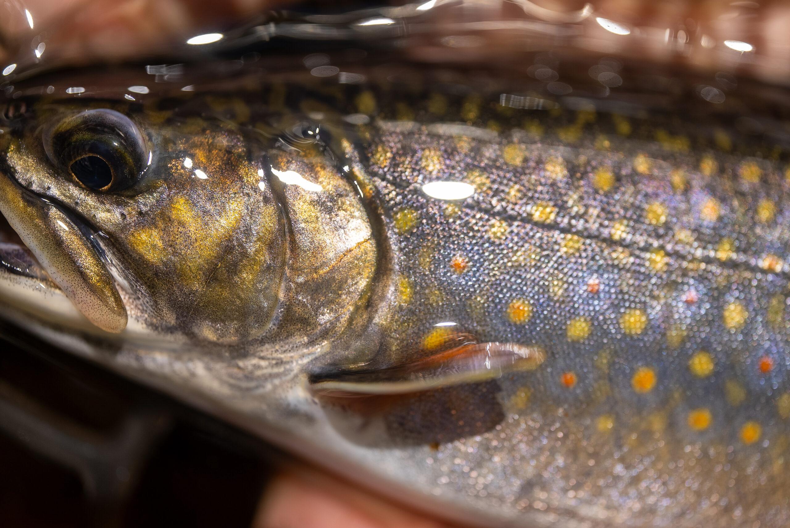 Mainebrooktrout