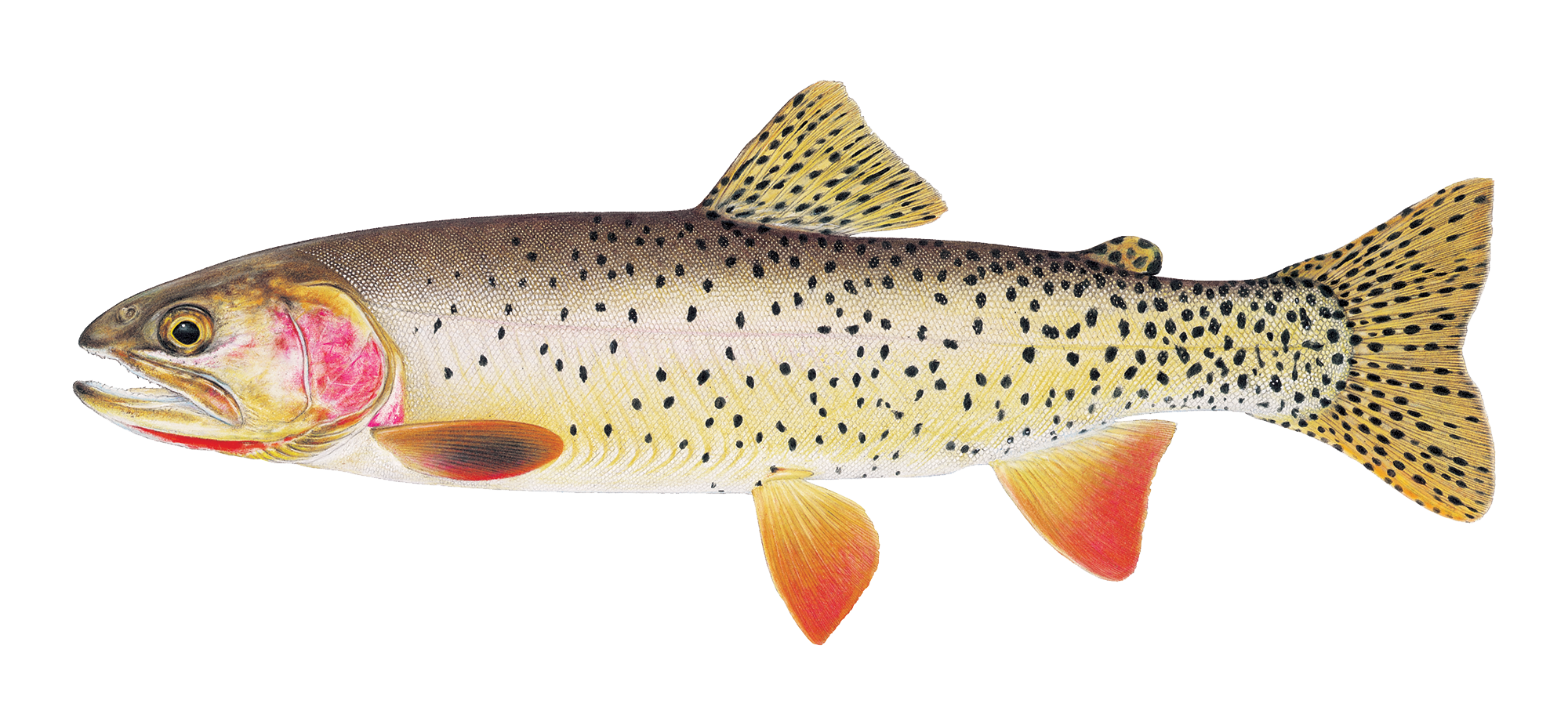 Everything you wanted to know: Yellowstone cutthroat trout