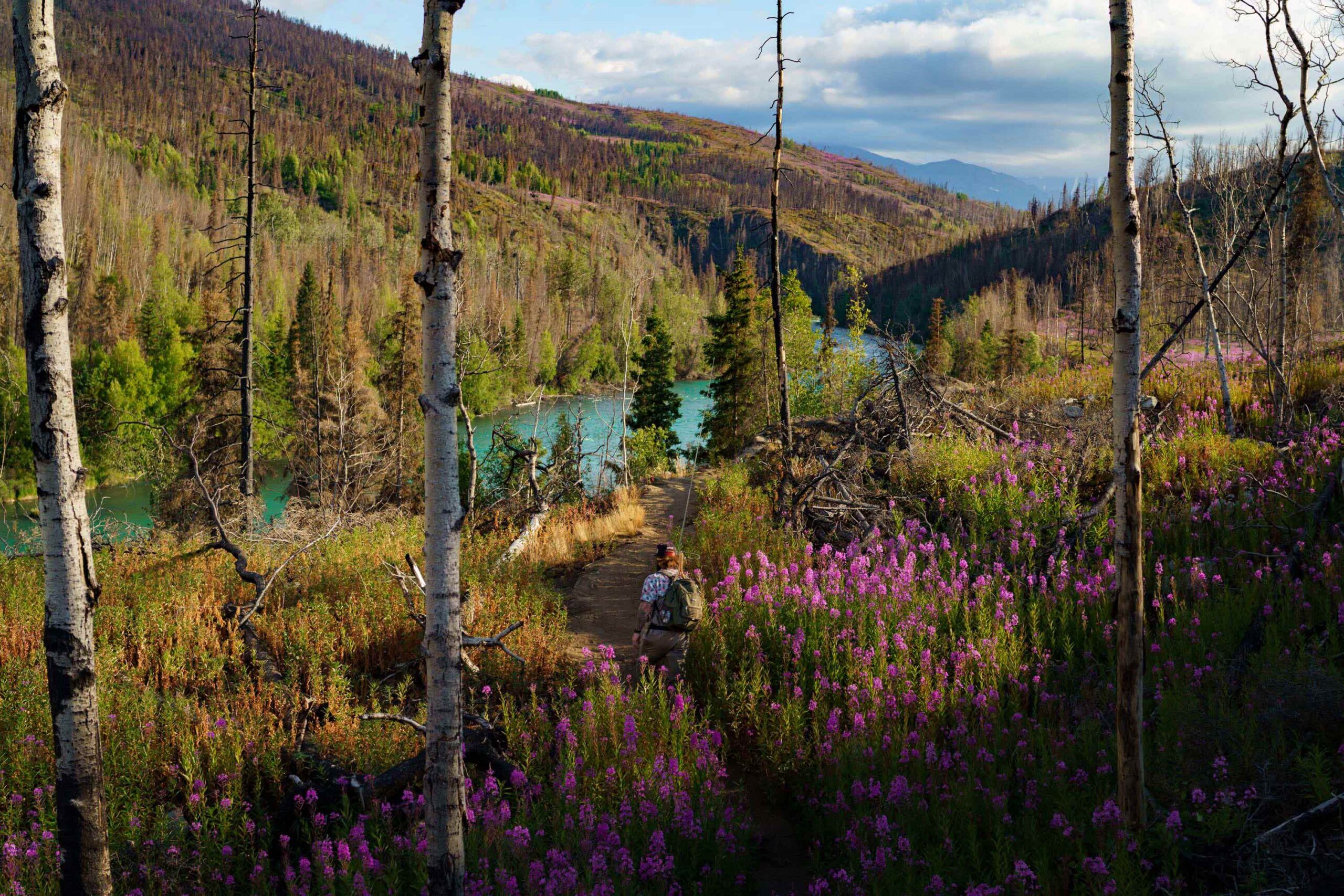 Fireweed lines the Kenai River in late summer. (Zach Seeland) 