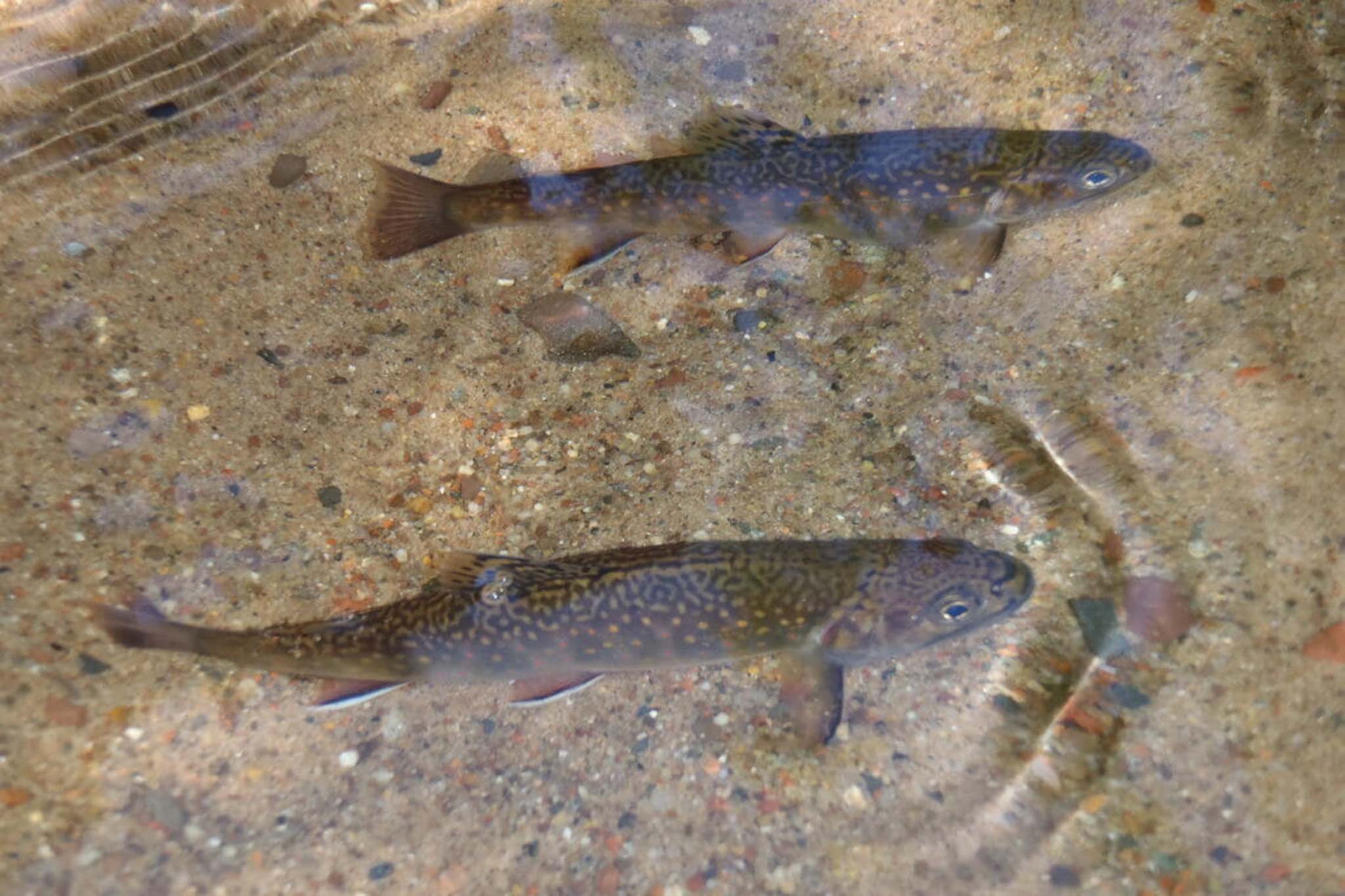 Whittlesey Creek National Wildlife Refuge Gives Hope To Coaster Brook Trout 