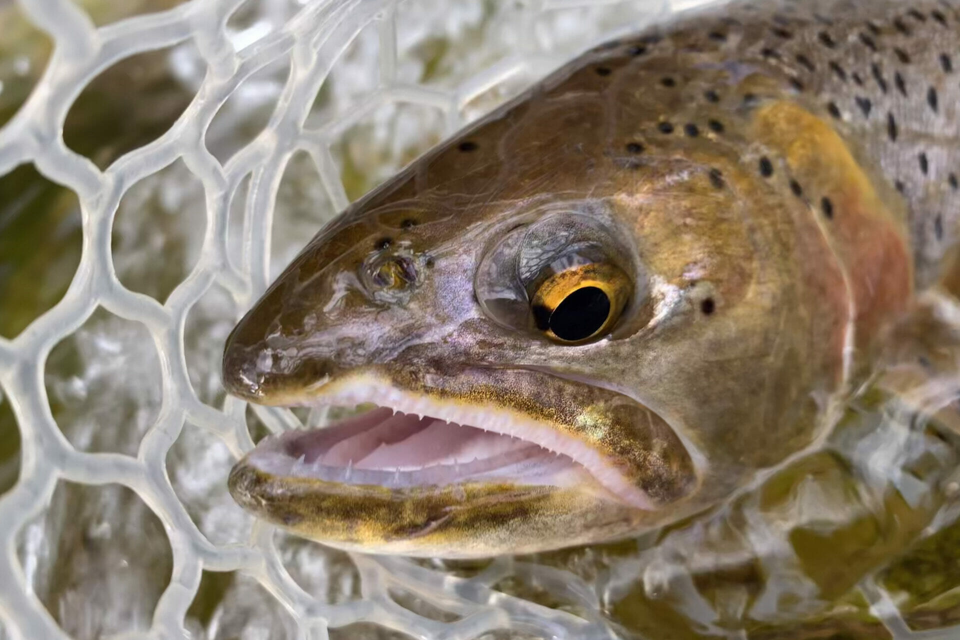Everything You Wanted To Know: Bonneville Cutthroat Trout