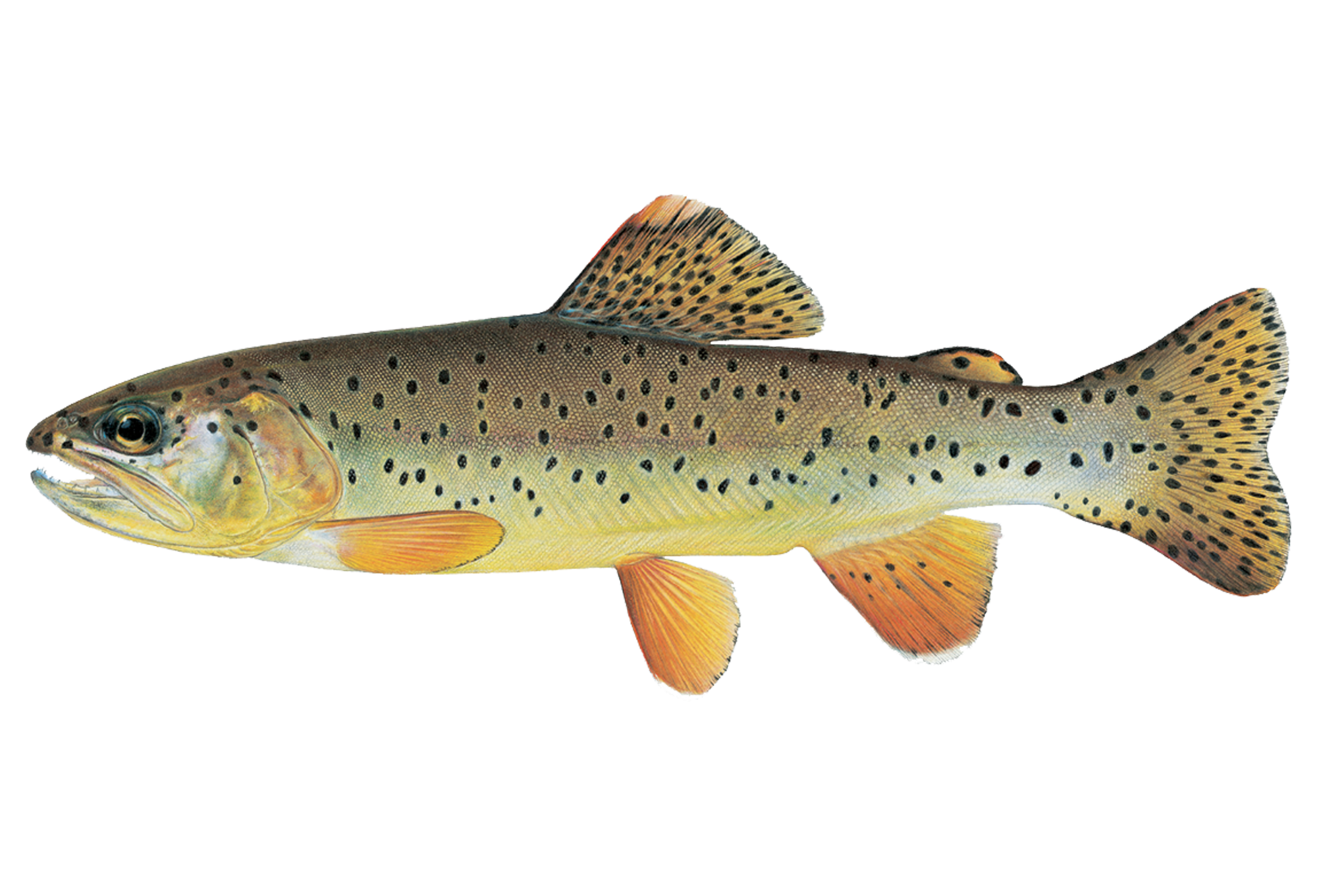 Resilience | Trout Unlimited Priority Waters