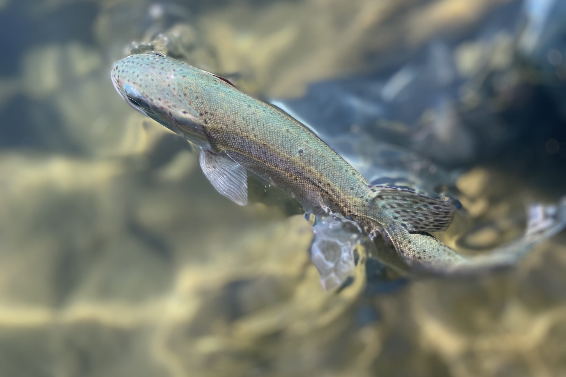 Everything you need to know: Eagle Lake rainbow trout