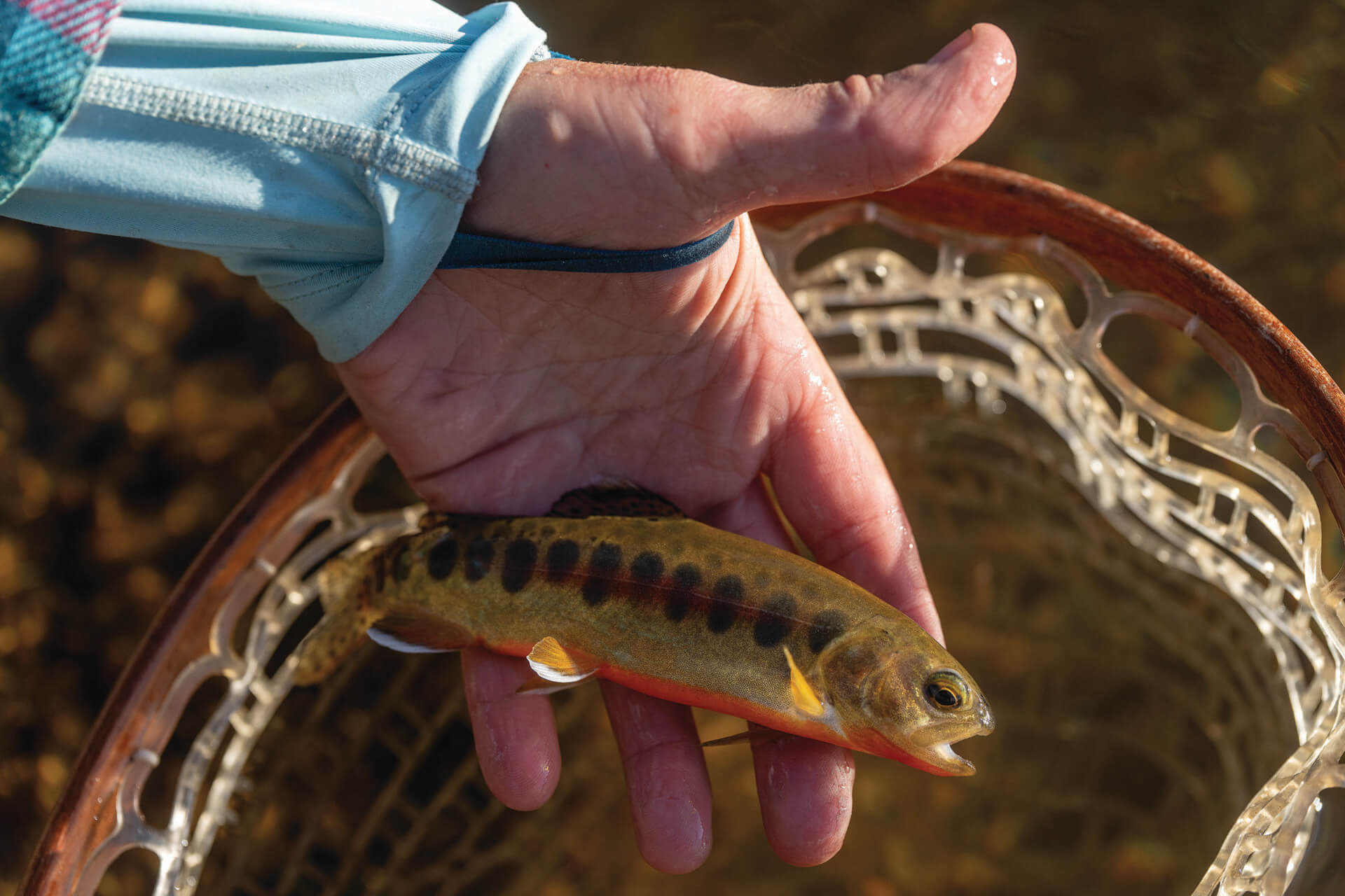 Watch Now: The Golden Trout Project