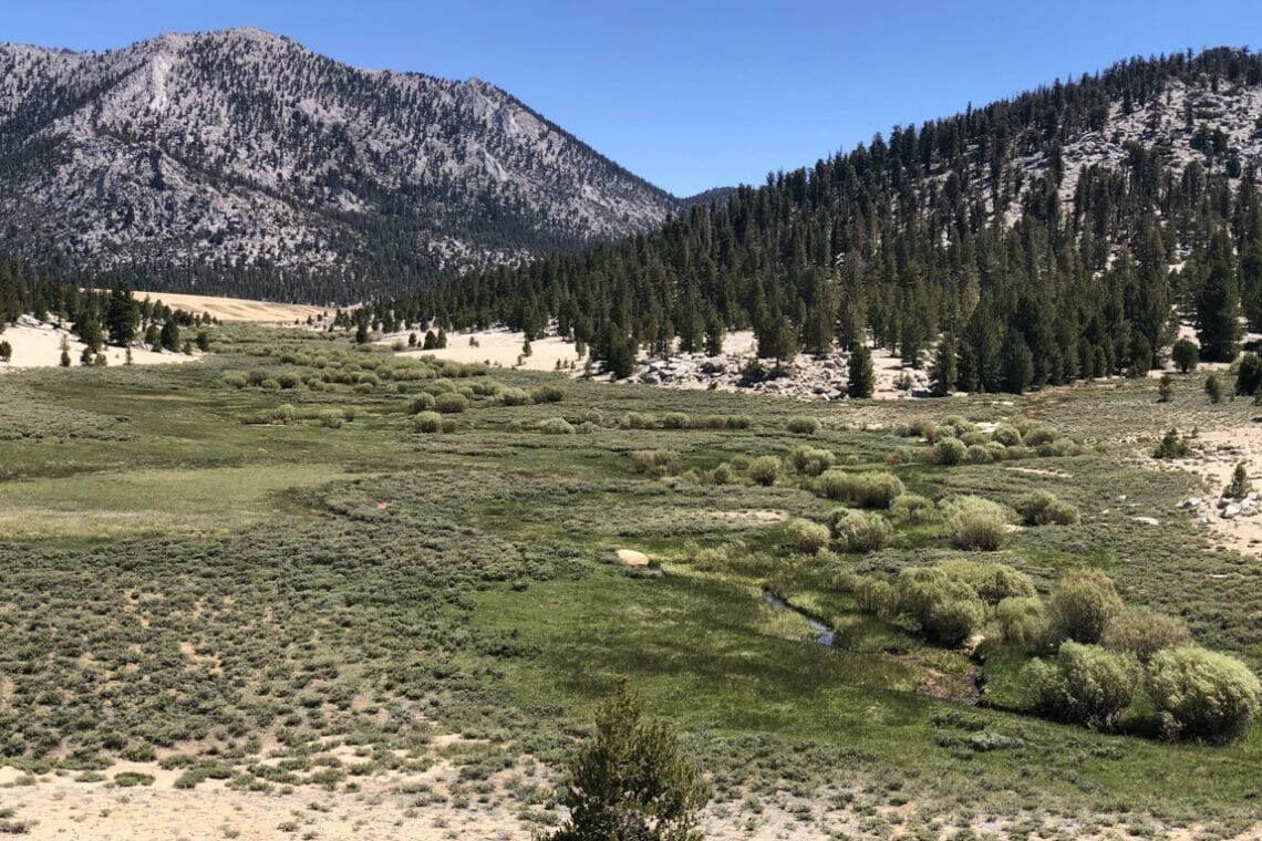 Working together for the gold: Meadow restoration in Golden Trout country